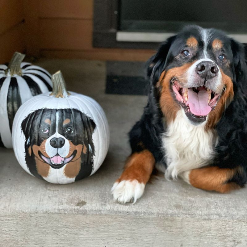 A brown and white dog with two pumpkins