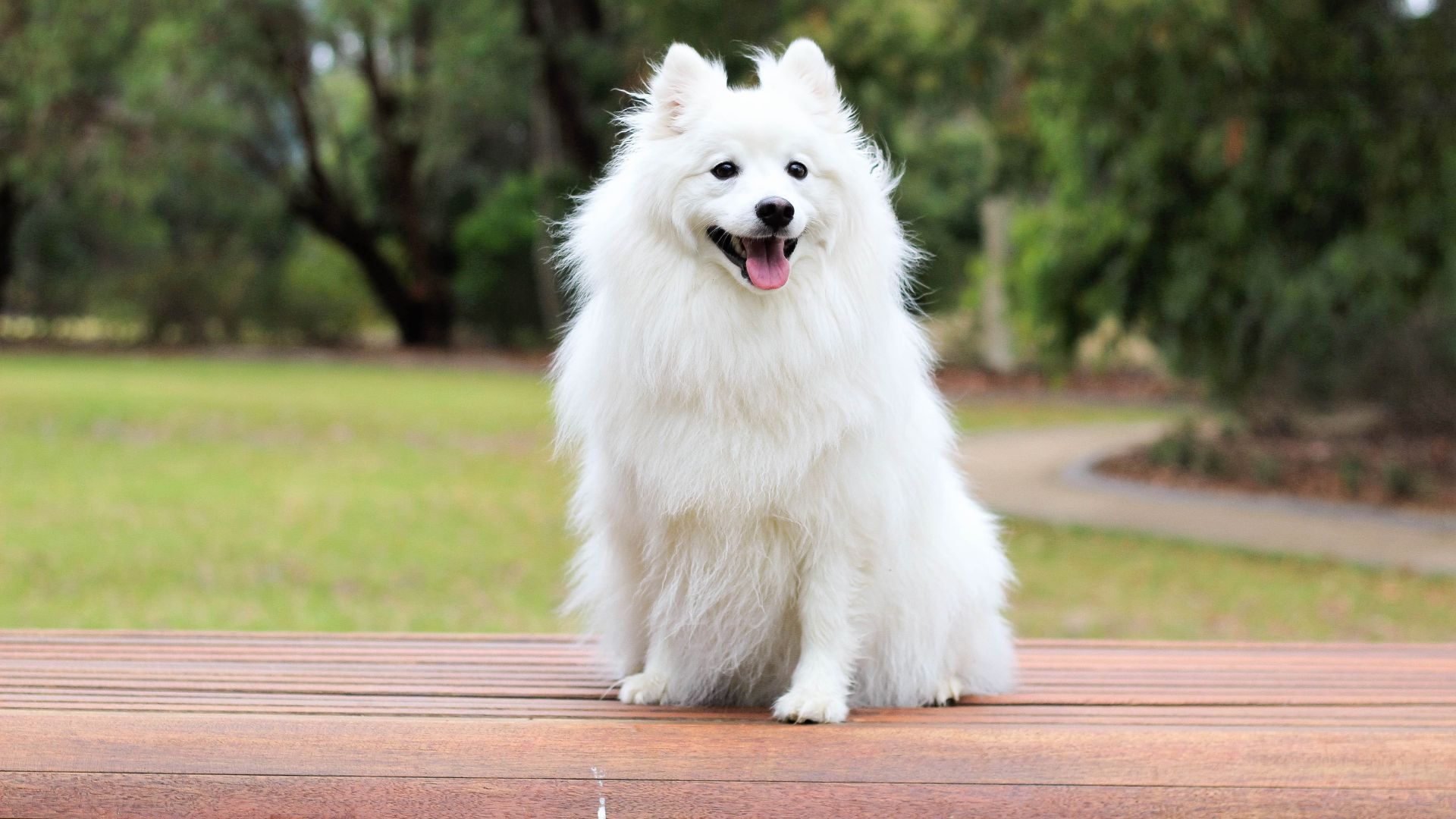 a white dog sitting on a wood surface