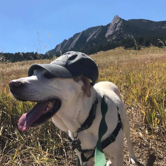 a dog wearing a hat and harness in a field with mountains in the background