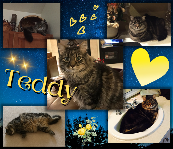 a collage of cats