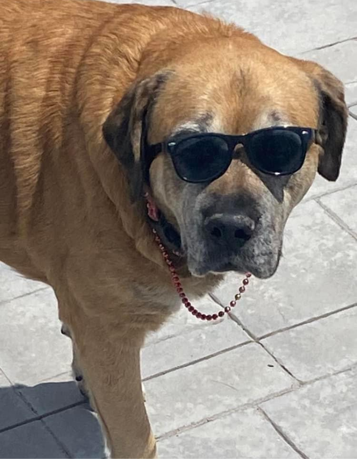 a dog wearing sunglasses and a necklace