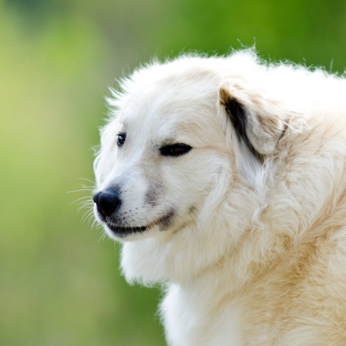 a white dog with black ears